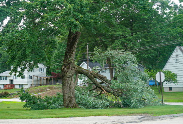 Best Arborist Consultation Services  in Medpolis, IA